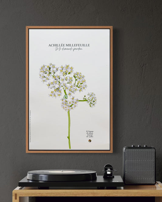 Affiche Achillée Le langage des fleurs sauvages du Québec - Les Forces Naturelles