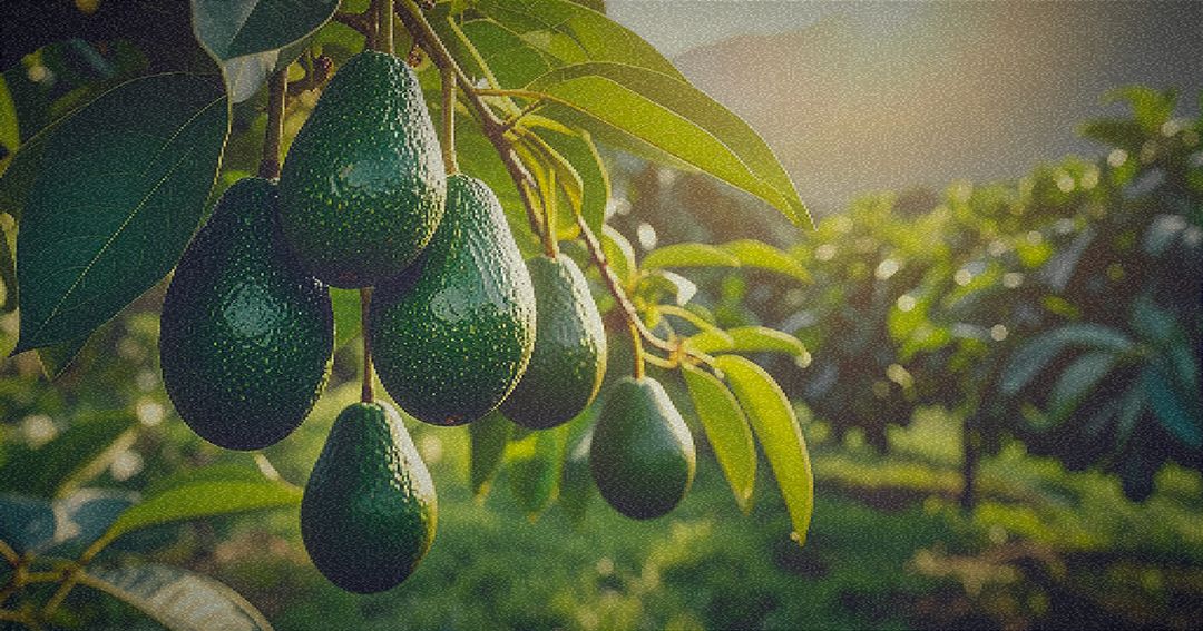 Des avocats sur un avocatier dans un verger