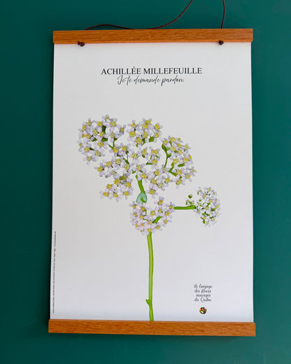 Affiche Achillée millefeuille - Les Forces Naturelles - ca
