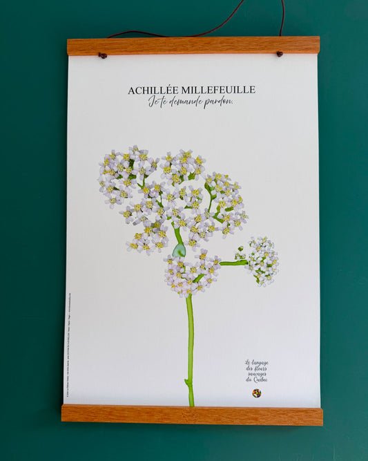 Affiche Achillée millefeuille - Les Forces Naturelles - ca
