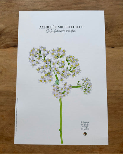 Affiche Achillée millefeuille - Les Forces Naturelles