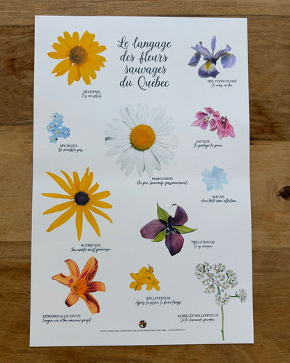 Affiche Le langage des fleurs sauvages du Québec Les Forces Naturelles