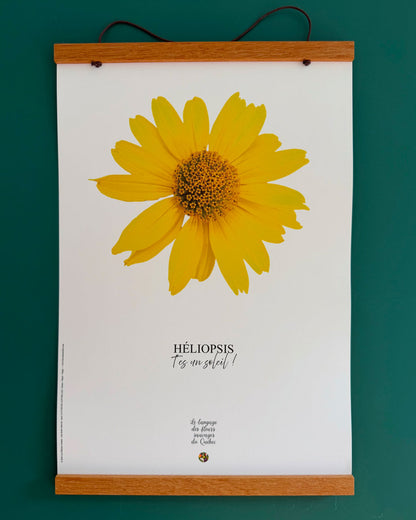 Affiche Héliopsis Le langage des fleurs sauvages du Québec  - Les Forces Naturelles - cadre
