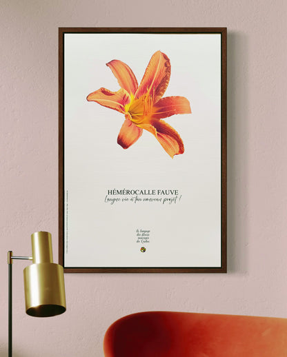 Affiche Hémérocalle Le langage des fleurs sauvages du Québec  - Les Forces Naturelles