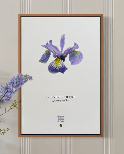Affiche Iris Le langage des fleurs sauvages du Québec  - Les Forces Naturelles