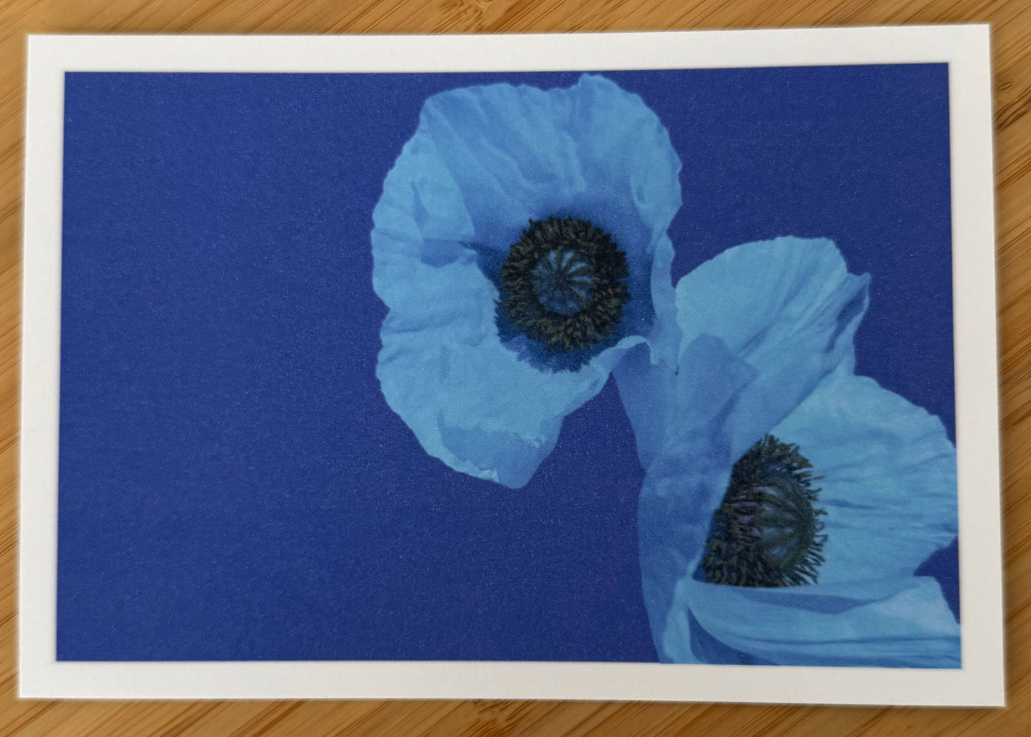 Carte postale Coquelicots bleus Les Forces Naturelles