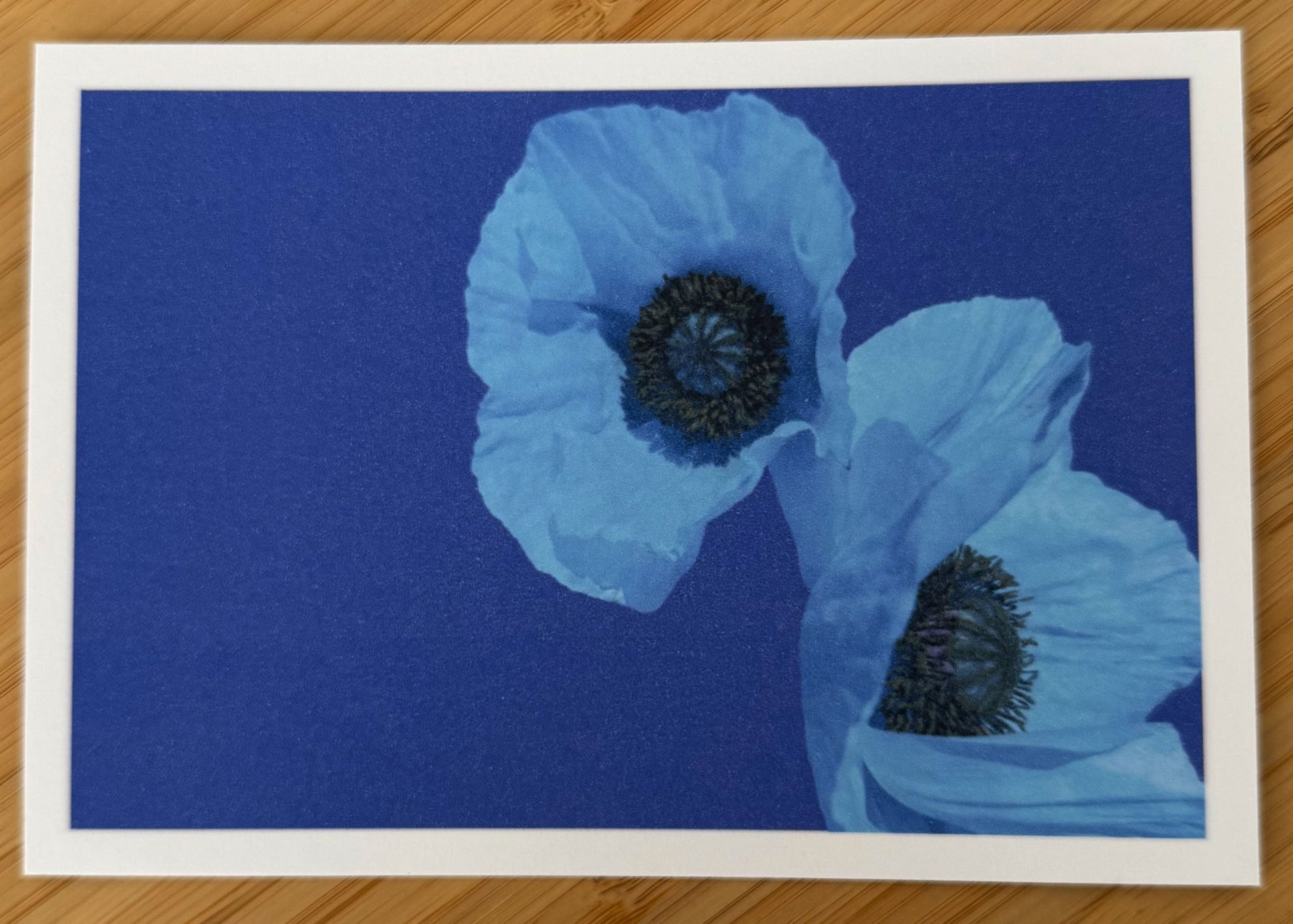 Carte postale Coquelicots bleus Les Forces Naturelles