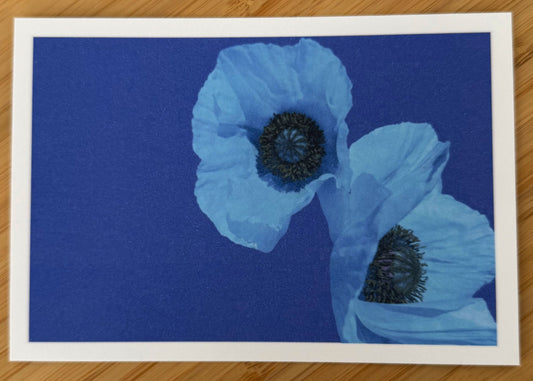 Carte postale Coquelicots bleus Les Forces Naturelles
