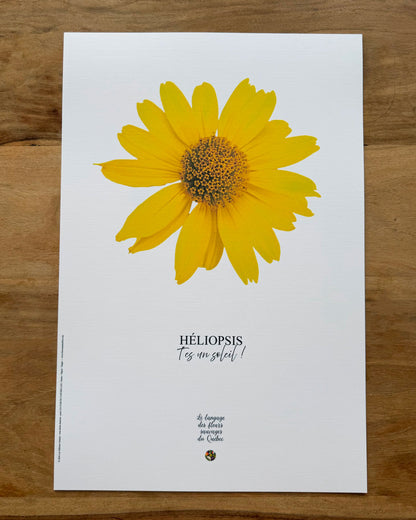 Affiche Héliopsis - Les Forces Naturelles