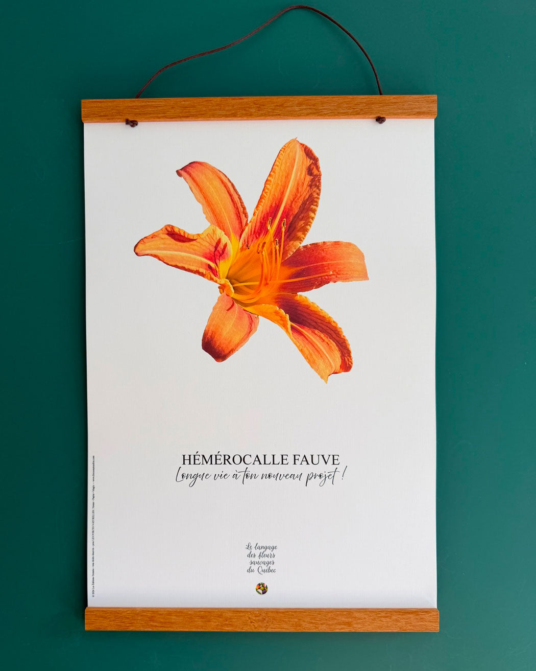 Affiche Hémérocalle fauve - Les Forces Naturelles - cadre