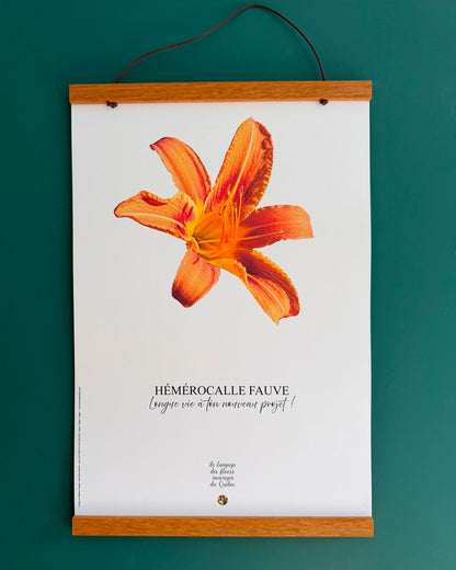 Affiche Hémérocalle fauve - Les Forces Naturelles - cadre