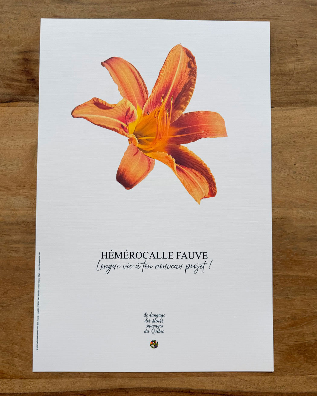 Affiche Hémérocalle fauve - Les Forces Naturelles