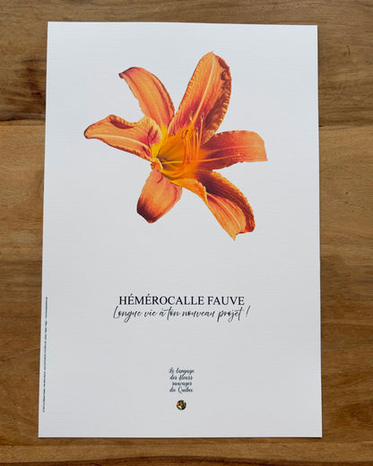 Affiche Hémérocalle fauve - Les Forces Naturelles