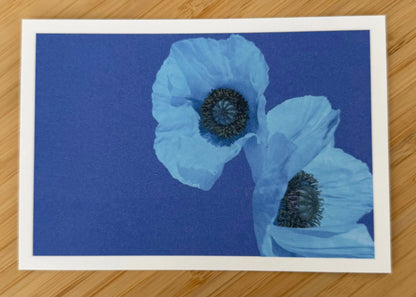 Carte postale Coquelicots bleus Les Forces Naturelles