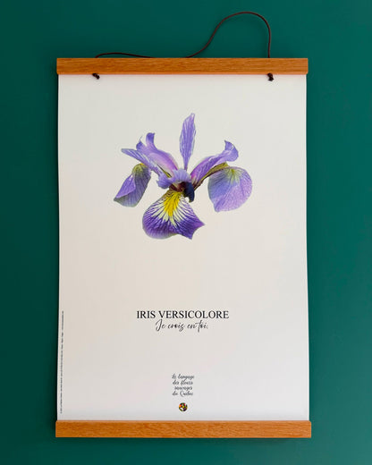 Affiche Iris versicolore - Les Forces Naturelles - cadre