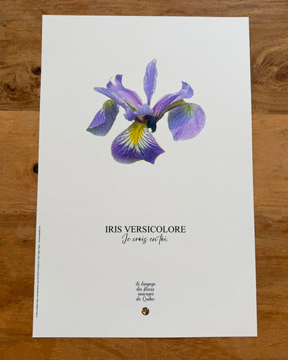 Affiche Iris versicolore - Les Forces Naturelles