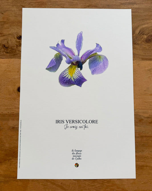 Affiche Iris versicolore - Les Forces Naturelles