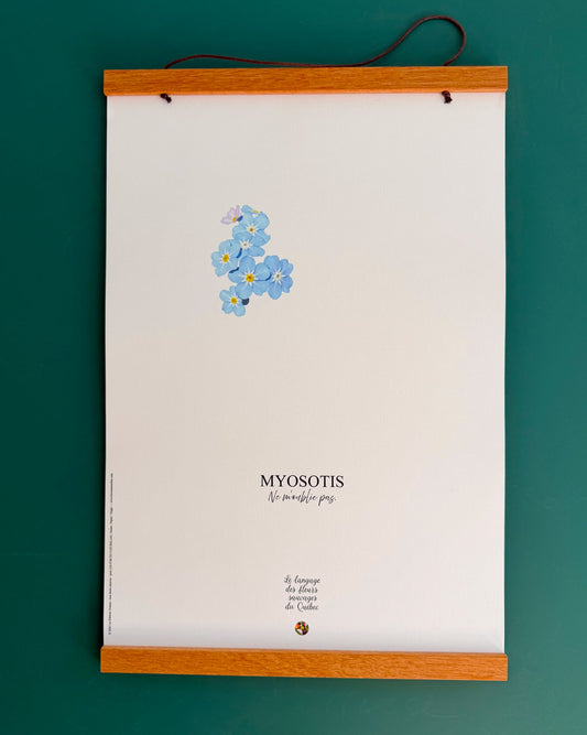 Affiche Myosotis - Les Forces Naturelles cadre